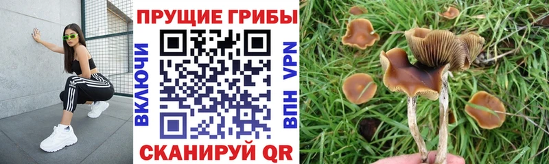 Псилоцибиновые грибы мицелий  Купить закладки  Мыски 